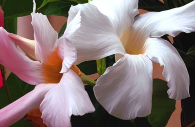 Mandevilla